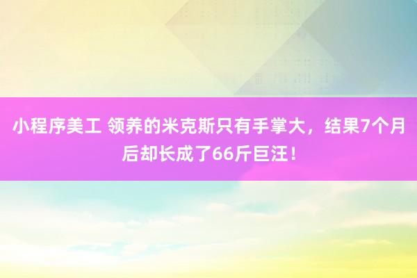 小程序美工 领养的米克斯只有手掌大，结果7个月后却长成了66斤巨汪！